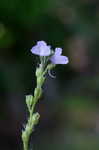 Oldfield toadflax